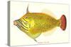 Hawaiian Fish, Oili-null-Stretched Canvas