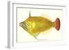Hawaiian Fish, Oili-null-Framed Art Print