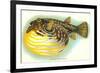 Hawaiian Fish, Oopuhue-null-Framed Art Print