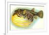 Hawaiian Fish, Oopuhue-null-Framed Premium Giclee Print