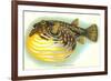 Hawaiian Fish, Oopuhue-null-Framed Premium Giclee Print