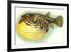 Hawaiian Fish, Oopuhue-null-Framed Premium Giclee Print