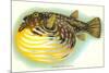 Hawaiian Fish, Oopuhue-null-Mounted Premium Giclee Print