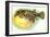 Hawaiian Fish, Oopuhue-null-Framed Art Print