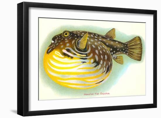 Hawaiian Fish, Oopuhue-null-Framed Art Print