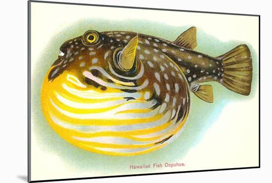 Hawaiian Fish, Oopuhue-null-Mounted Art Print