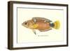 Hawaiian Fish, Pihi-null-Framed Art Print