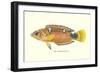 Hawaiian Fish, Pihi-null-Framed Art Print