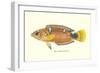 Hawaiian Fish, Pihi-null-Framed Art Print