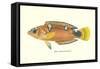 Hawaiian Fish, Pihi-null-Framed Stretched Canvas