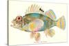 Hawaiian Fish, Pilikoa-null-Stretched Canvas