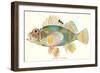 Hawaiian Fish, Pilikoa-null-Framed Art Print