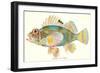 Hawaiian Fish, Pilikoa-null-Framed Art Print