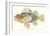 Hawaiian Fish, Pilikoa-null-Framed Art Print