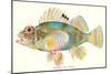 Hawaiian Fish, Pilikoa-null-Mounted Art Print