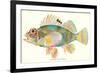 Hawaiian Fish, Pilikoa-null-Framed Premium Giclee Print