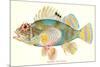 Hawaiian Fish, Pilikoa-null-Mounted Premium Giclee Print