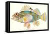 Hawaiian Fish, Pilikoa-null-Framed Stretched Canvas