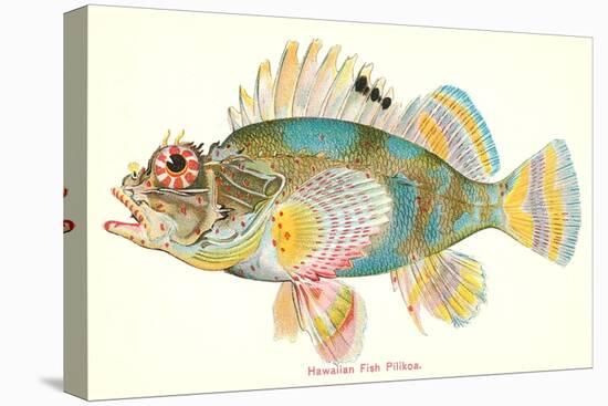Hawaiian Fish, Pilikoa-null-Stretched Canvas