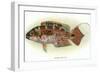 Hawaiian Fish, Pou-null-Framed Art Print