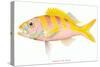 Hawaiian Fish, Ulaula-null-Stretched Canvas