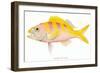 Hawaiian Fish, Ulaula-null-Framed Art Print