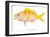 Hawaiian Fish, Ulaula-null-Framed Art Print