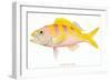 Hawaiian Fish, Ulaula-null-Framed Art Print