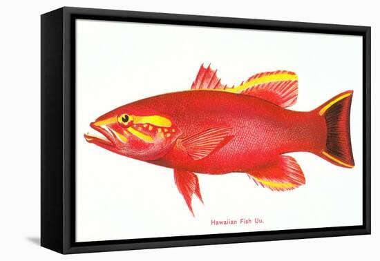 Hawaiian Fish, Uu-null-Framed Stretched Canvas