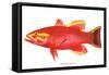 Hawaiian Fish, Uu-null-Framed Stretched Canvas