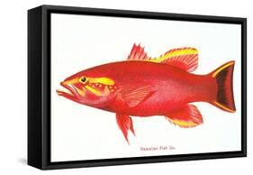 Hawaiian Fish, Uu-null-Framed Stretched Canvas