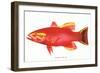 Hawaiian Fish, Uu-null-Framed Art Print