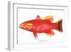 Hawaiian Fish, Uu-null-Framed Art Print