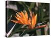 Hawaiian Flora: Bird of Paradise, Member of the Banana Family-Eliot Elisofon-Stretched Canvas