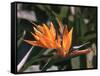 Hawaiian Flora: Bird of Paradise, Member of the Banana Family-Eliot Elisofon-Framed Stretched Canvas