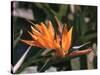 Hawaiian Flora: Bird of Paradise, Member of the Banana Family-Eliot Elisofon-Stretched Canvas