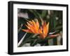 Hawaiian Flora: Bird of Paradise, Member of the Banana Family-Eliot Elisofon-Framed Photographic Print