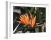 Hawaiian Flora: Bird of Paradise, Member of the Banana Family-Eliot Elisofon-Framed Photographic Print