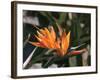 Hawaiian Flora: Bird of Paradise, Member of the Banana Family-Eliot Elisofon-Framed Photographic Print