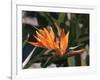 Hawaiian Flora: Bird of Paradise, Member of the Banana Family-Eliot Elisofon-Framed Photographic Print