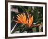 Hawaiian Flora: Bird of Paradise, Member of the Banana Family-Eliot Elisofon-Framed Photographic Print