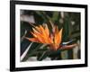 Hawaiian Flora: Bird of Paradise, Member of the Banana Family-Eliot Elisofon-Framed Photographic Print