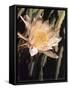 Hawaiian Flora: Night Blooming Cereus-Eliot Elisofon-Framed Stretched Canvas