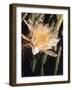 Hawaiian Flora: Night Blooming Cereus-Eliot Elisofon-Framed Photographic Print