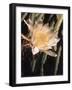 Hawaiian Flora: Night Blooming Cereus-Eliot Elisofon-Framed Photographic Print