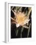 Hawaiian Flora: Night Blooming Cereus-Eliot Elisofon-Framed Photographic Print