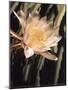 Hawaiian Flora: Night Blooming Cereus-Eliot Elisofon-Mounted Photographic Print