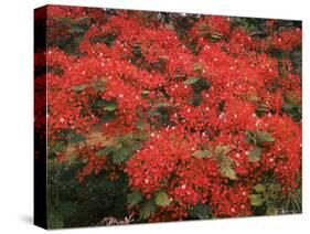 Hawaiian Flora: Royal Poinciana or Flamboyant Flower-Eliot Elisofon-Stretched Canvas