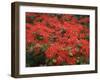 Hawaiian Flora: Royal Poinciana or Flamboyant Flower-Eliot Elisofon-Framed Photographic Print