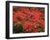 Hawaiian Flora: Royal Poinciana or Flamboyant Flower-Eliot Elisofon-Framed Photographic Print